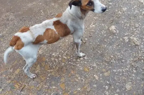 Собака найдена в Орле - Знаменском, Никуличи