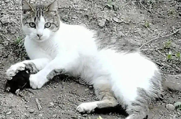 Пропала кошка Тяпа в ЛО, Ропша, Радужный, 41К-015