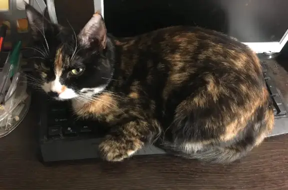 Объявления о пропавших и найденных животных, Киров, фото: Пропала кошка Пума на улице Щорса 26А