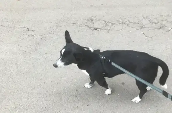 Найдена собака Собачка в Новом Буяне