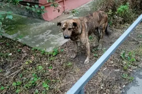 Найдена собака без ошейника в Котельниках