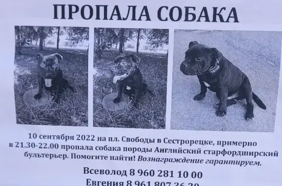 Пропал щенок в Сестрорецке, вознаграждение гарантировано