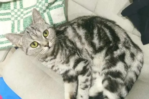 Найдена породистая кошка на улице Казанской, Астрахань