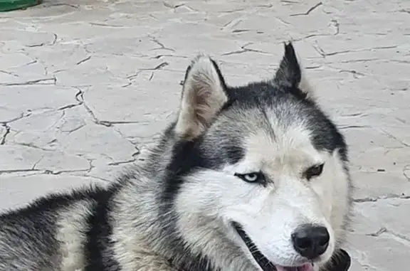 Найдена собака на ул. Победы, 27 в Азове
