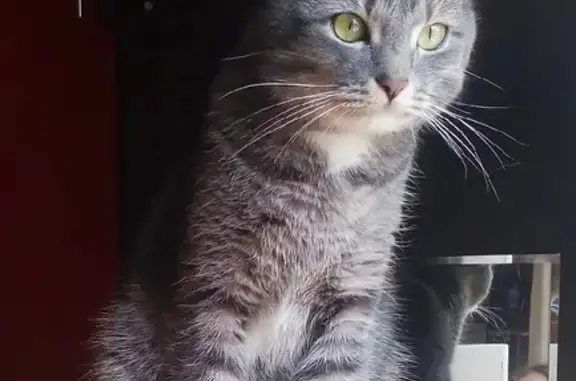 Пропала кошка в Невском лесопарке, возможно отзовётся на имя Феня