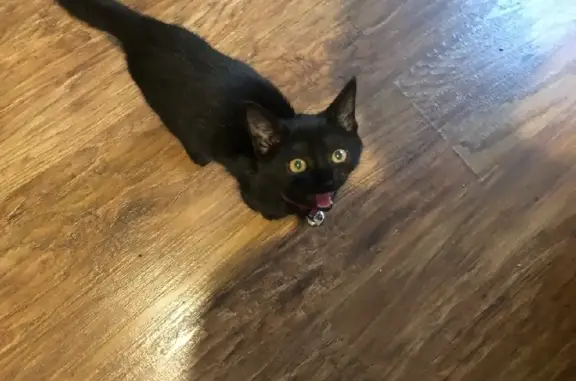 Объявления о пропавших и найденных животных, Москва, фото: Найден черный котенок на Кустанайской улице, Москва.