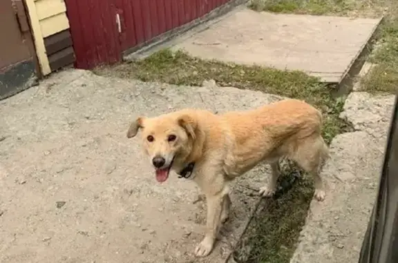Пропала собака Белый в Дзержинском районе