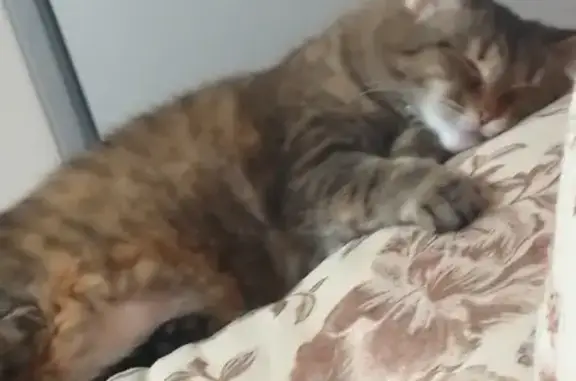 Потерянные животные Новосибирск, фото: Пропала домашняя кошка с ул. Белоусова, 37