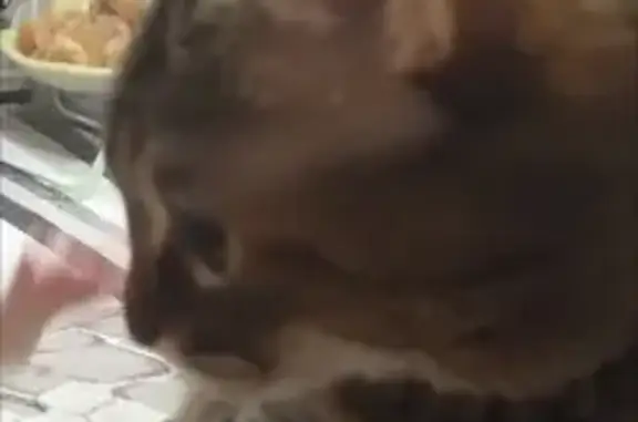 Кошки потеряшки, Новосибирск, фото: Потеряшка домашняя кошка на улице Белоусова, 37 (Новосибирск)