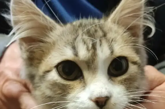 Найден котенок на 40 лет Октября, Чернянка