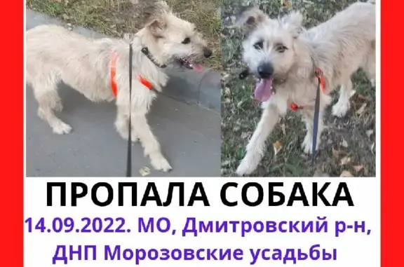Пропала собака в Селевкино, Московская область