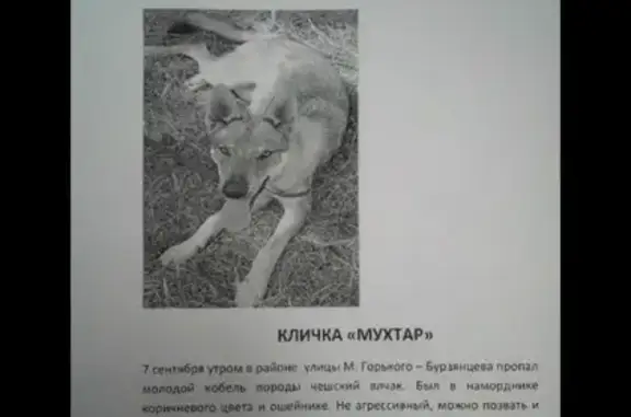 Пропала собака Мухтар на Центральной улице, Оренбург