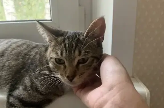 Кошки потеряшки, Ярославль, фото: Потеряшка котик Фёдор на ул. Юности, 9 в Ярославле