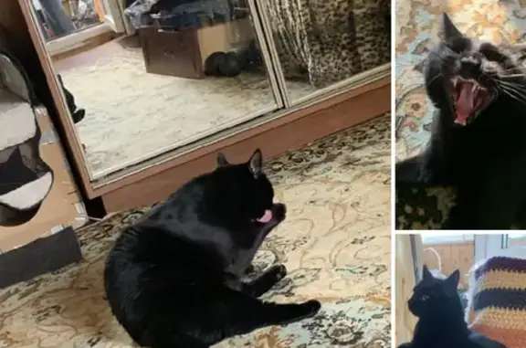 Кошки потеряшки, Москва, фото: Потеряшка кот на Первомайской, 40/19 в Москве!