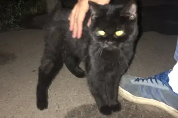 Найден чёрный котёнок на ул. Чичерина, 2А в Тамбове