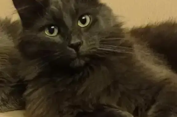 Кошки потеряшки, Санкт-Петербург, фото: Потеряшка кот Саймон на Ленинском проспекте, СПб