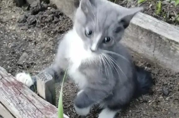 Пропал серый котенок Дымка в снт Дачное, улица Дружбы