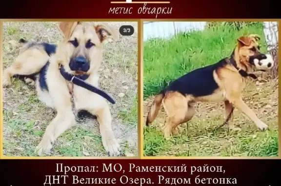 Пропала собака на Новорязанском шоссе