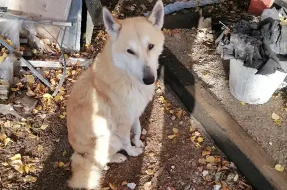 Потерянный пёс найден в Стрежевом