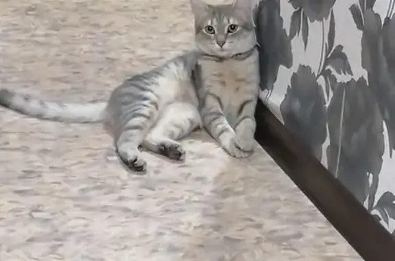 Пропала кошка Маркиз на Комсомольской, Усинск