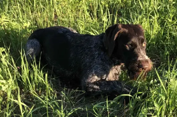 Пропала собака Дратхаар в Нижегородской области