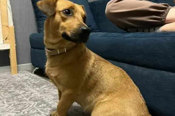Найдена рыжая собака возрастом 2 года в Путилково, без чипа и адресника