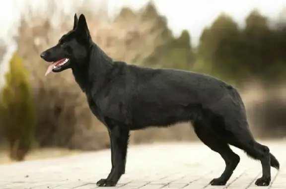 Собаки потеряшки, Томск, фото: Потеряшка собака 