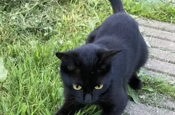 Пропала чёрная кошка в Афинеево, Московская область.
