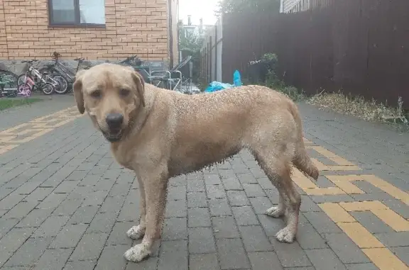 Найдена собака на ул. Беговой, Воронеж