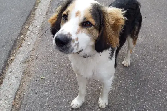 Найдена трехцветная собака Кобель в Самотовино (46К-8191)