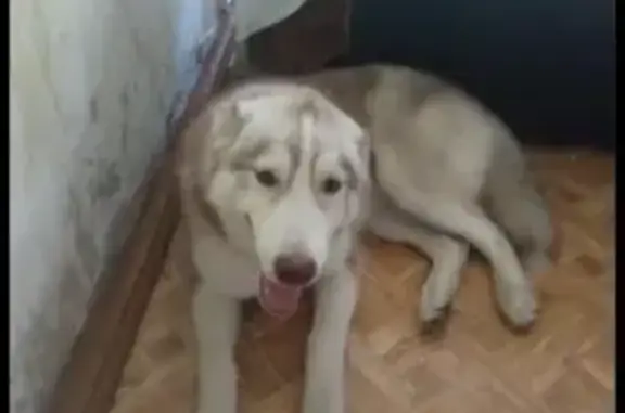 Пропала собака на Судостроительной, 43к1, Москва