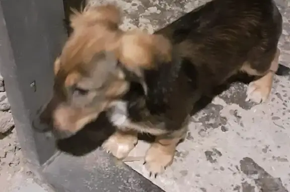 Собаки потеряшки, , фото: Потеряшка собака на Кооперативной улице, Гуково