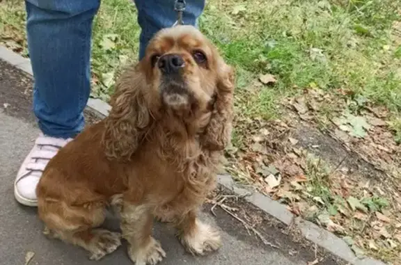 Найден пёс в районе метро Строгино, ул. Седова 15к1