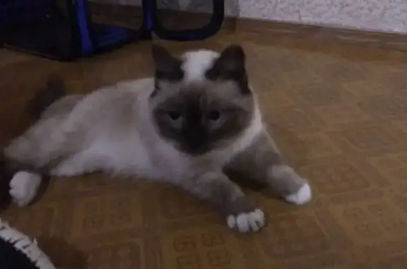 Найдена кошка на ул. Перелёта, 7 в Омске
