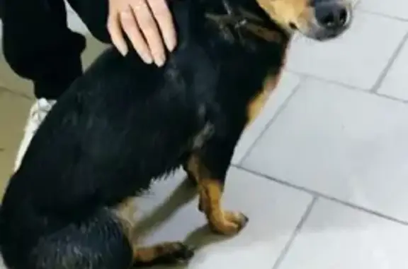 Собака Помесь с таксой найдена в Тамбовской области