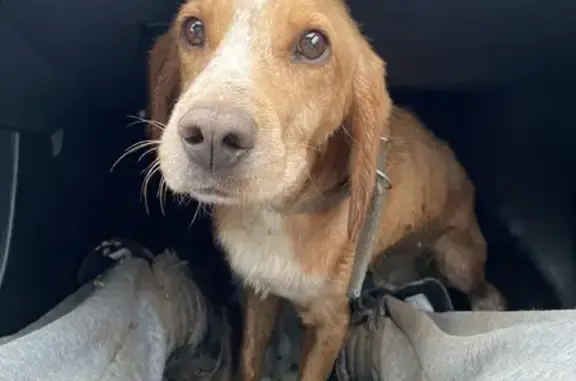 Собака найдена в Фрунзенском сельском поселении