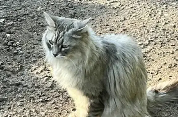 Пропала кошка Бася на Лесной ул. в Колонтаево