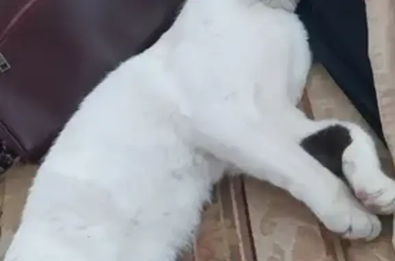 Найдена белая кошка с поврежденным хвостом в лесу за Аграрным университетом