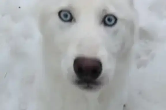 Пропала белая собака в Чистом Озере, Татарстан
