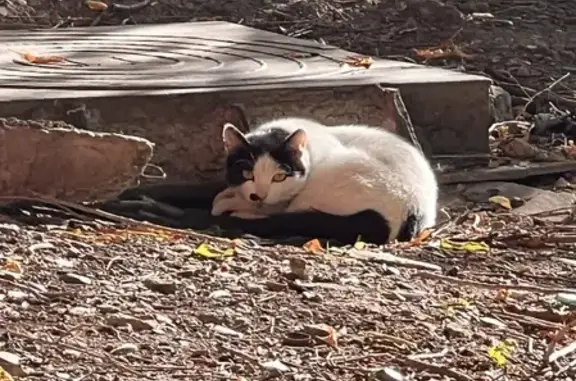 Найдена кошка на пр. Ленина, 64А в Кемерово