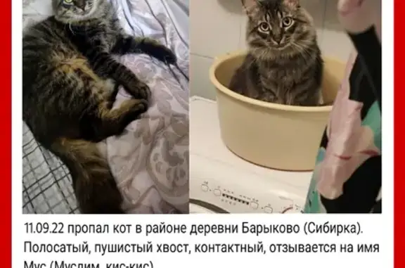 Пропала кошка Мальчик в Барыково, МО.