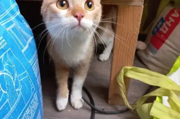 Найдена напуганная кошка на ул. Софьи Перовской, Екатеринбург