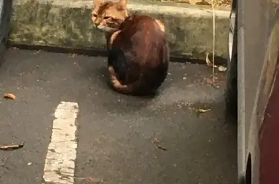 Найден кот на 11-й Парковой улице, Москва