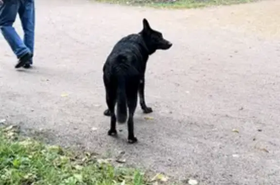 Чёрная собака найдена в парке в Санкт-Петербурге