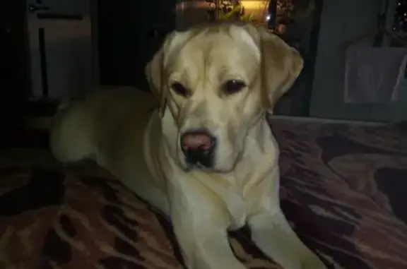 Собаки потеряшки, Нижний Новгород, фото: Потеряшка лабрадор ретривер в Бешенцево.