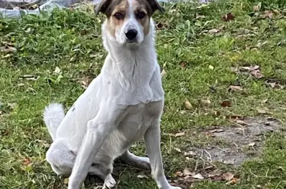 Найдена белая собака в Кемеровской области