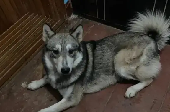 Собаки потеряшки, Нижний Новгород, фото: Потеряшка собака ФАРА на Турнирной, Нижний Новгород