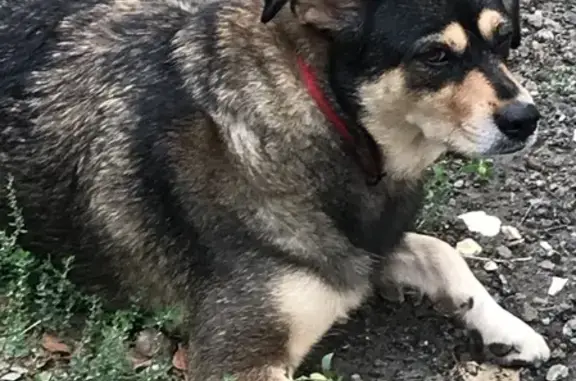 Собака найдена на ул. Циолковского, 3А, Волгоград