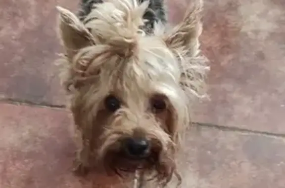 Найденные животные Ростов-на-Дону, фото: Найдена собака Йоркширский терьер на ул. Типографская, Ростов-на-Дону