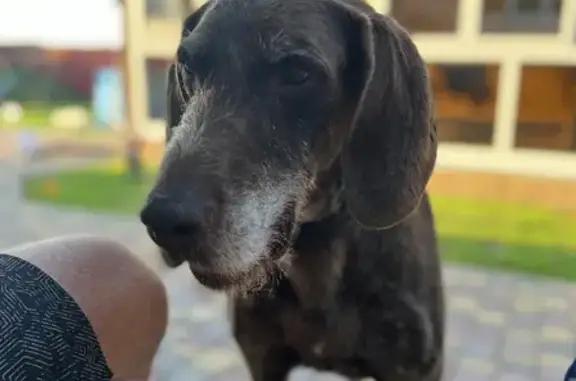 Пропала собака в Меркульево, Брянская область
